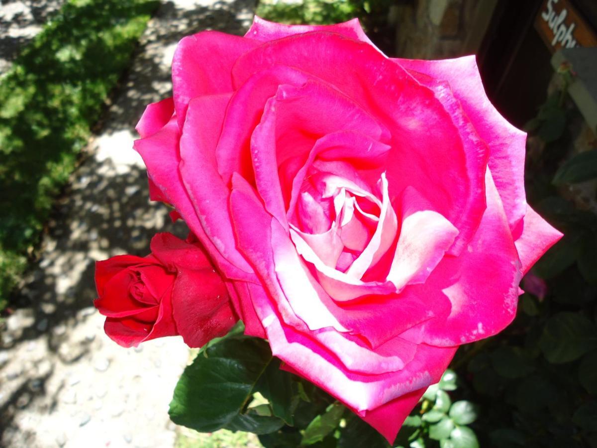 Apart Rose Garden San Martín de los Andes Exterior foto
